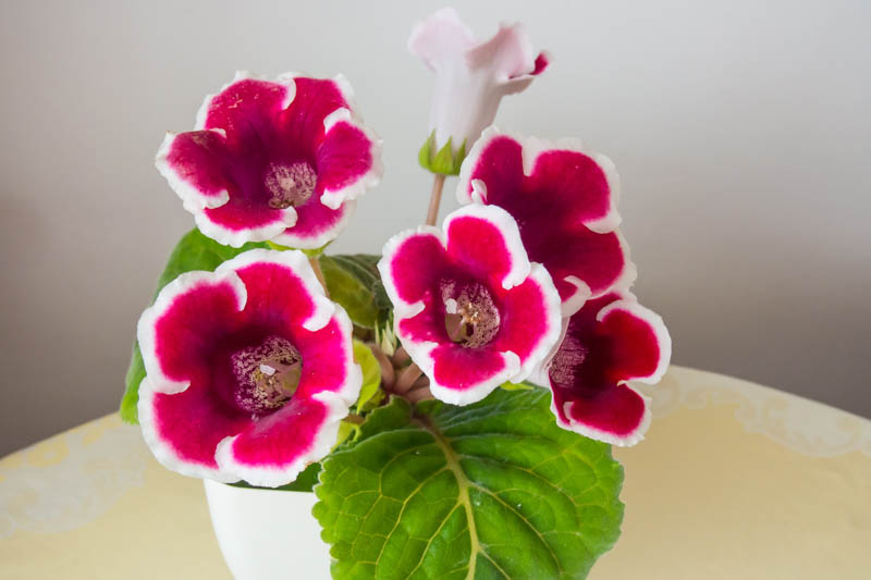 Gloxinia, Florist Gloxinia, Sinningia speciosa, Houseplant, Terrarium