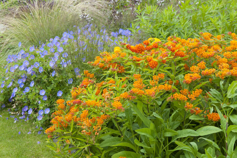 Asclepias tuberosa Geranium Rozanne, Butterfly Weed, Rozanne Geranium