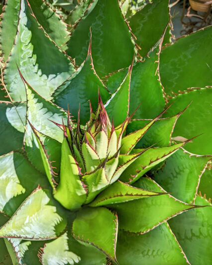 Agave bovicornuta, Cowhorn Agave, Succulent, Agave