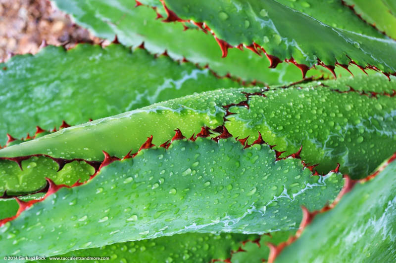 Agave bovicornuta, Cowhorn Agave, Succulent, Agave