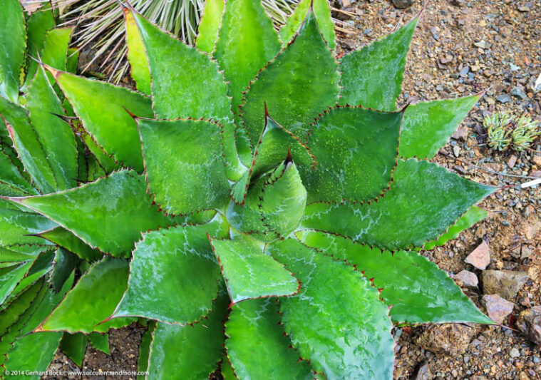 Agave bovicornuta, Cowhorn Agave, Succulent, Agave