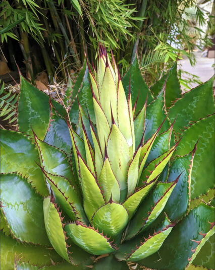 Agave bovicornuta, Cowhorn Agave, Succulent, Agave
