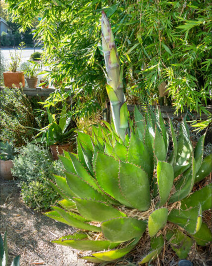 Agave bovicornuta, Cowhorn Agave, Succulent, Agave