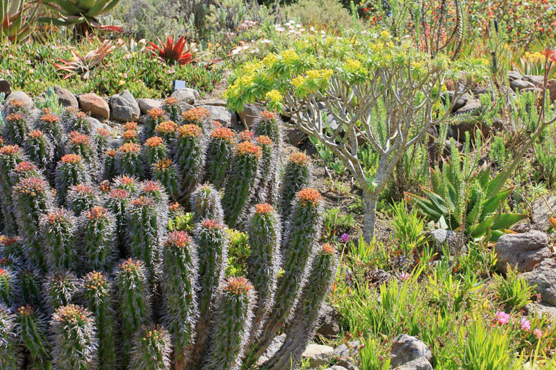 Euphorbia horrida, African Milk Barrel, Horsebone Spurge, Succulent