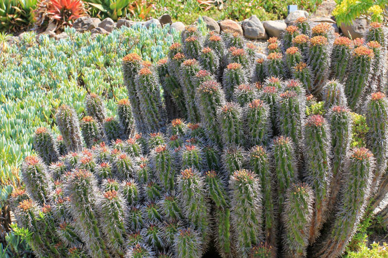 Euphorbia horrida, African Milk Barrel, Horsebone Spurge, Succulent