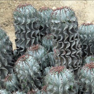 Euphorbia horrida, African Milk Barrel, Horsebone Spurge, Succulent