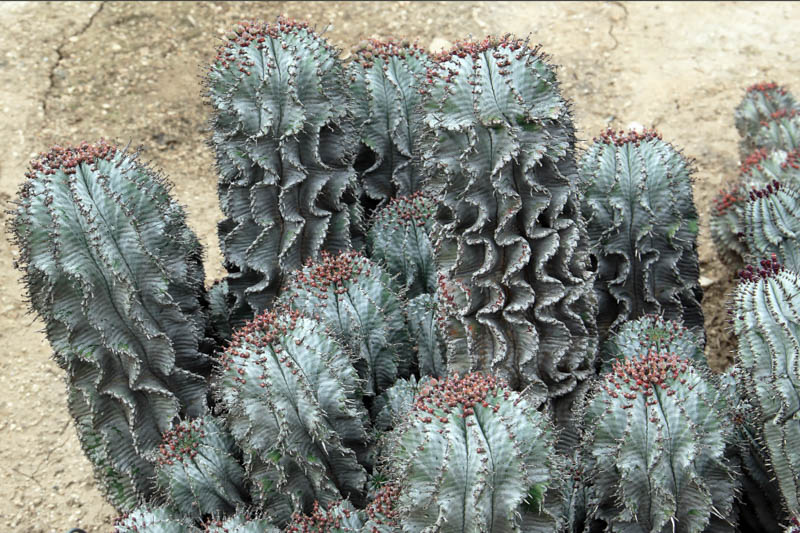 Euphorbia horrida, African Milk Barrel, Horsebone Spurge, Succulent