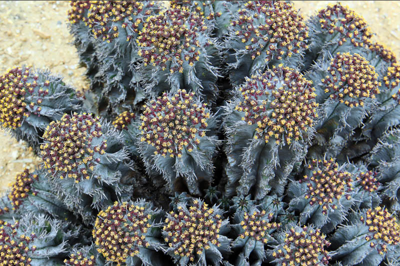Euphorbia horrida, African Milk Barrel, Horsebone Spurge, Succulent