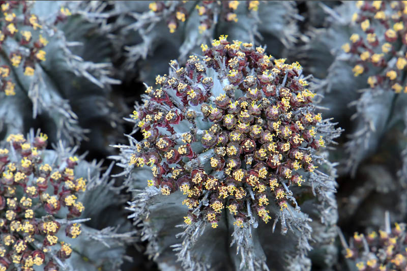 Euphorbia horrida, African Milk Barrel, Horsebone Spurge, Succulent
