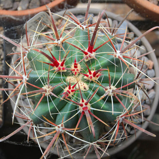 Emory's Barrel Cactus, Barrel Cactus, Ferocactus emoryi, Succulent, Succulents, Cactus