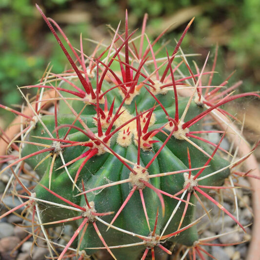 Emory's Barrel Cactus, Barrel Cactus, Ferocactus emoryi, Succulent, Succulents, Cactus
