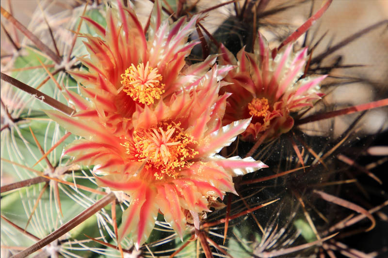 Emory's Barrel Cactus, Barrel Cactus, Ferocactus emoryi, Succulent, Succulents, Cactus