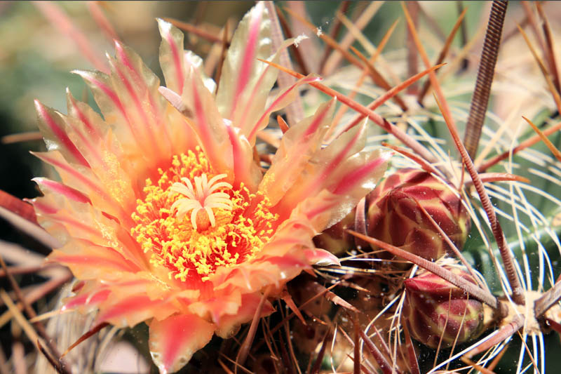 Emory's Barrel Cactus, Barrel Cactus, Ferocactus emoryi, Succulent, Succulents, Cactus