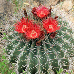 Emory's Barrel Cactus, Barrel Cactus, Ferocactus emoryi, Succulent, Succulents, Cactus
