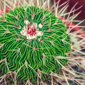 Brain Cactus, Stenocactus multicostatus, Echinofossulocactus multicostatus, Stenocactus erectocentrus