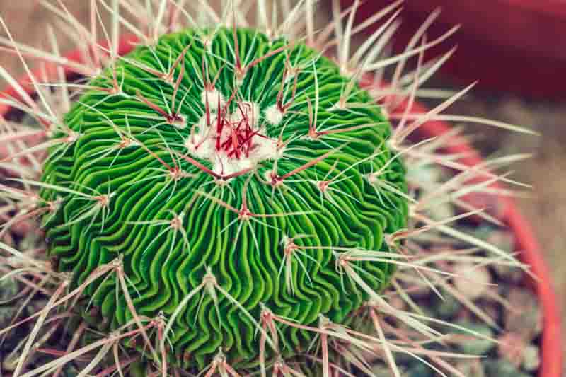 Brain Cactus, Stenocactus multicostatus, Echinofossulocactus multicostatus, Stenocactus erectocentrus