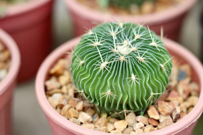 Brain Cactus, Stenocactus multicostatus, Echinofossulocactus multicostatus, Stenocactus erectocentrus
