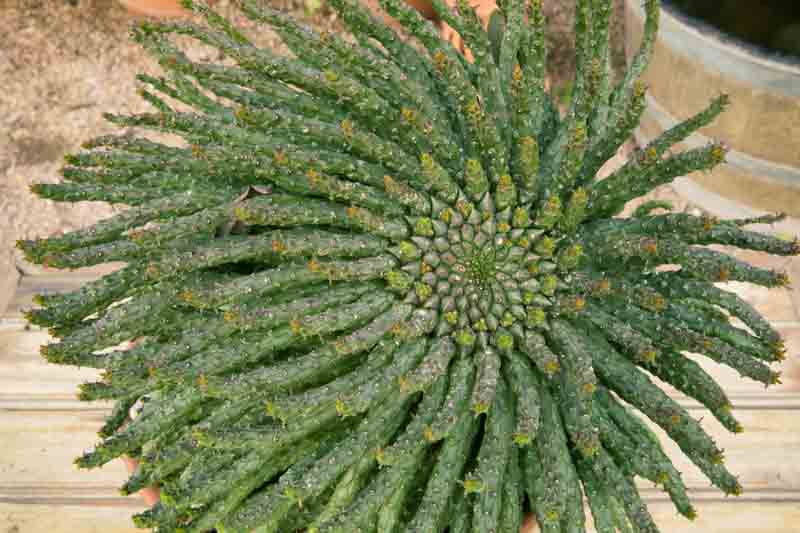 Medusa Head, Euphorbia caput-medusae, Succulent, Drought tolerant Plant