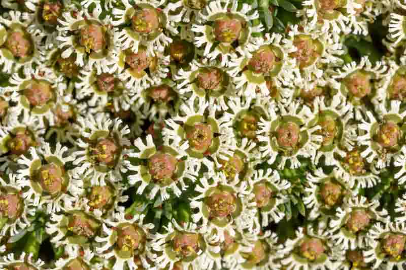 Medusa Head, Euphorbia caput-medusae, Succulent, Drought tolerant Plant