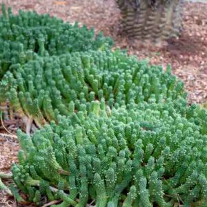 Medusa Head, Euphorbia caput-medusae, Succulent, Drought tolerant Plant