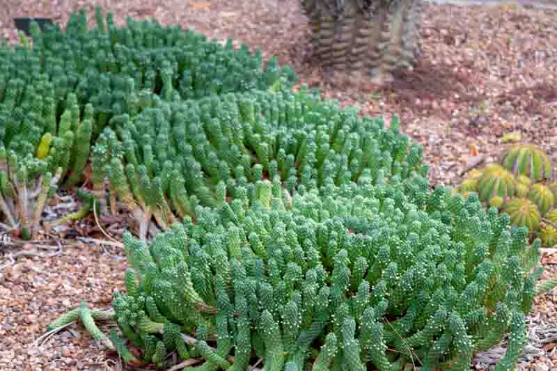 Medusa Head, Euphorbia caput-medusae, Succulent, Drought tolerant Plant