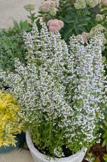 Calamintha nepeta 'Montrose White, Calamint Montrose White, Montrose White Calamint, aromatic perennial, Fragrant Perennial