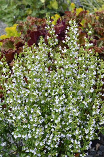 Calamintha nepeta 'Montrose White, Calamint Montrose White, Montrose White Calamint, aromatic perennial, Fragrant Perennial