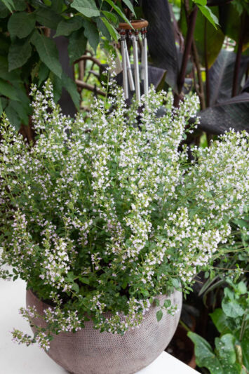 Calamintha nepeta 'Montrose White, Calamint Montrose White, Montrose White Calamint, aromatic perennial, Fragrant Perennial
