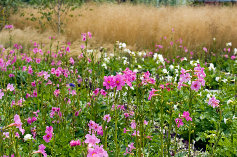 Hardy Gloxinia, Gloxinia, Incarvillea delavayi, Chinese trumpet flower, Perennial Flower, Pink Perennial