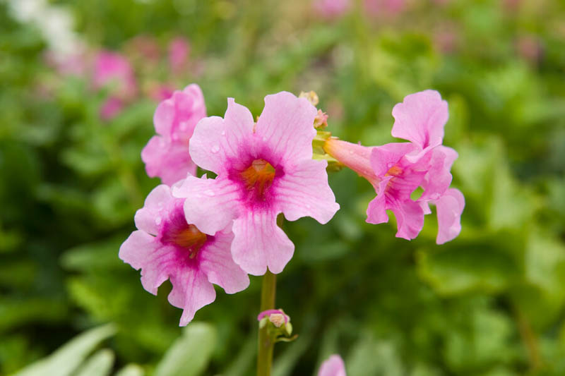 Hardy Gloxinia, Gloxinia, Incarvillea delavayi, Chinese trumpet flower, Perennial Flower, Pink Perennial