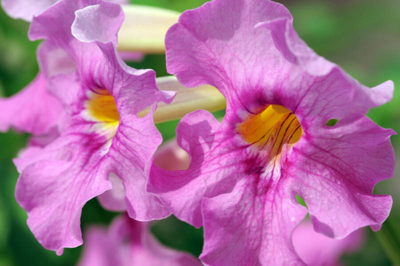 Hardy Gloxinia, Gloxinia, Incarvillea delavayi, Chinese trumpet flower, Perennial Flower, Pink Perennial