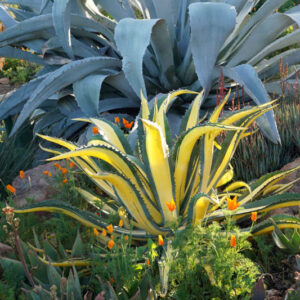 Agave salmiana var. ferox 'Medio Picta', Agave salmiana var. ferox, Succulent, Agave, Variegated Agave