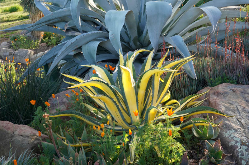 Agave salmiana var. ferox 'Medio Picta', Agave salmiana var. ferox, Succulent, Agave, Variegated Agave