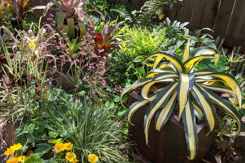 Agave salmiana var. ferox 'Medio Picta', Agave salmiana var. ferox, Succulent, Agave, Variegated Agave