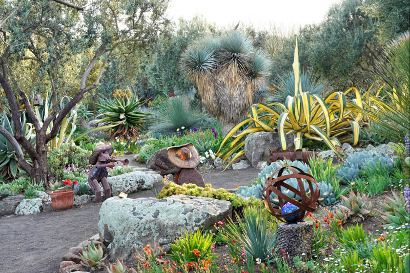 Agave salmiana var. ferox 'Medio Picta', Agave salmiana var. ferox, Succulent, Agave, Variegated Agave
