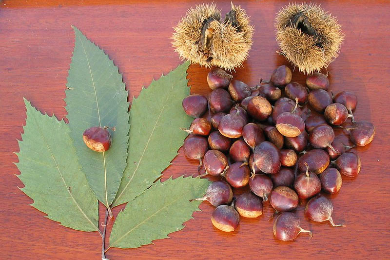 American Chestnut, Chestnut, Castanea dentata, American Sweet Chestnut