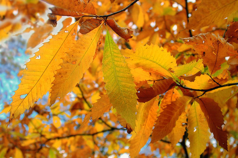 American Chestnut, Chestnut, Castanea dentata, American Sweet Chestnut