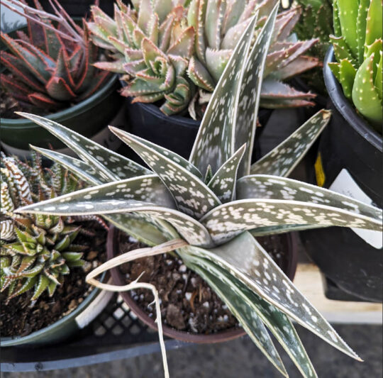 Tiger Aloe, Variegated Tiger Aloe, Partridge Breast aloe, Gonialoe variegata, Aloe variegata Aloe ausana, Succulent,