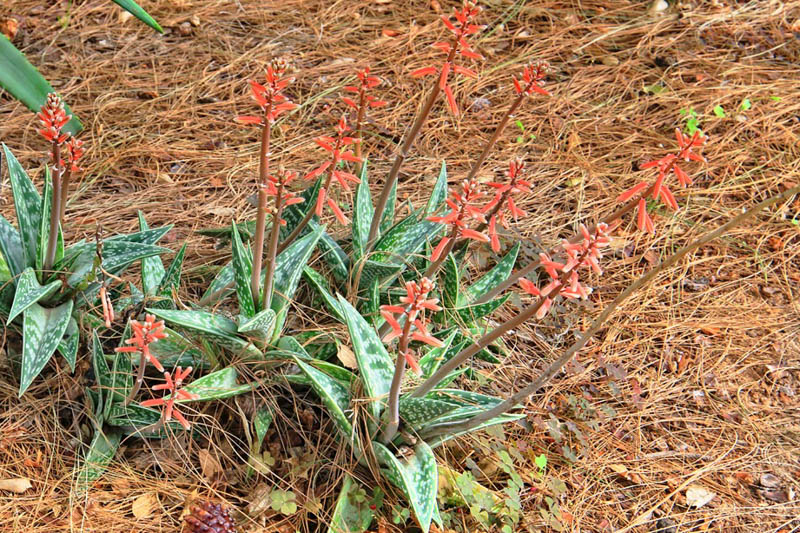Tiger Aloe, Variegated Tiger Aloe, Partridge Breast aloe, Gonialoe variegata, Aloe variegata Aloe ausana, Succulent,