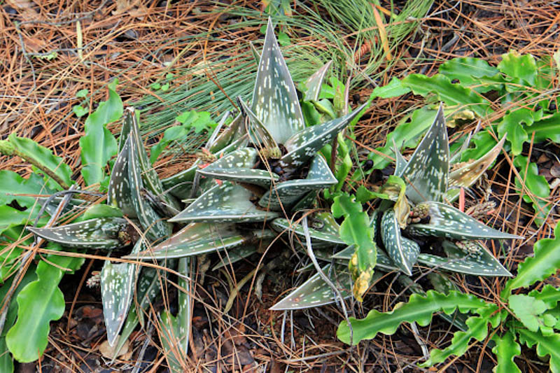 Tiger Aloe, Variegated Tiger Aloe, Partridge Breast aloe, Gonialoe variegata, Aloe variegata Aloe ausana, Succulent,