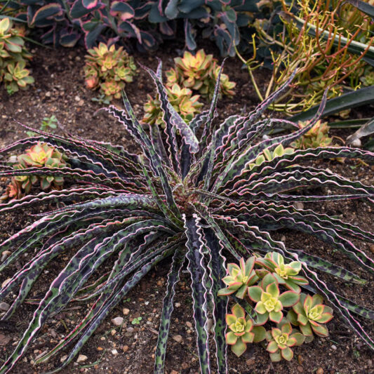Manfreda undulata 'Cherry Chocolate Chip', Cherry Chocolate Chip Manfreda, Cherry Chocolate Chip Agave, Mangave, Succulent, Perennial Succulent