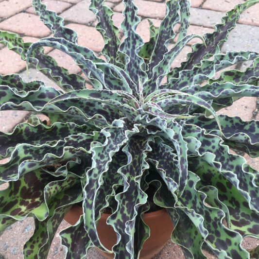 Manfreda undulata 'Mint Chocolate Chip', Mint Chocolate Chip Manfreda, Cherry Chocolate Chip Agave, Mangave, Succulent, Perennial Succulent