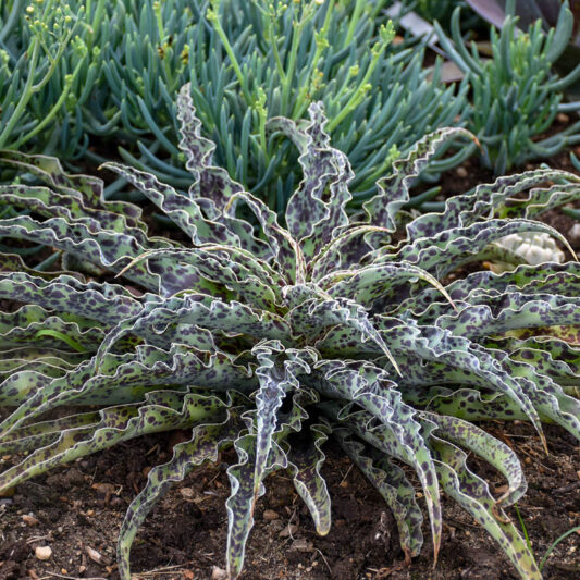 Manfreda undulata 'Mint Chocolate Chip', Mint Chocolate Chip Manfreda, Cherry Chocolate Chip Agave, Mangave, Succulent, Perennial Succulent