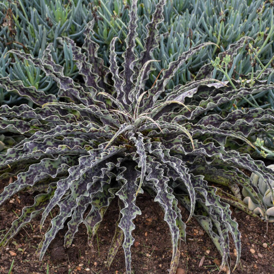 Manfreda undulata 'Mint Chocolate Chip', Mint Chocolate Chip Manfreda, Cherry Chocolate Chip Agave, Mangave, Succulent, Perennial Succulent
