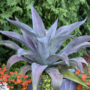 Mangave 'Aztec King', Aztec King Mangave, Succulent, Perennial Succulent