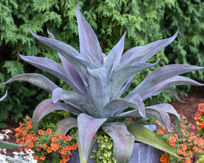 Mangave 'Aztec King', Aztec King Mangave, Succulent, Perennial Succulent