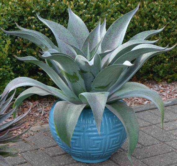 Mangave 'Aztec King', Aztec King Mangave, Succulent, Perennial Succulent