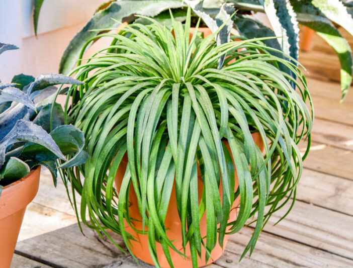 Mangave 'Bad Hair Day', Bad Hair Day Mangave, Succulent, Perennial Succulent