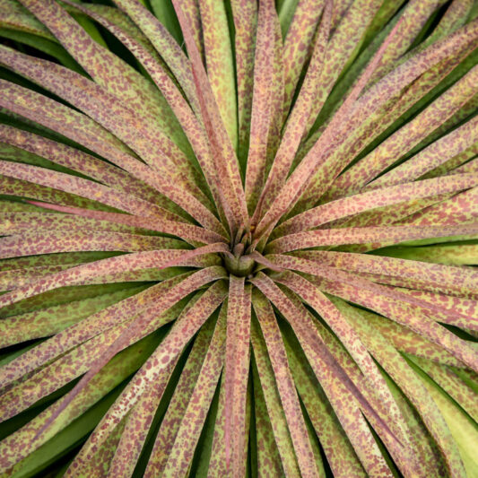 Mangave 'Bad Hair Day', Bad Hair Day Mangave, Succulent, Perennial Succulent
