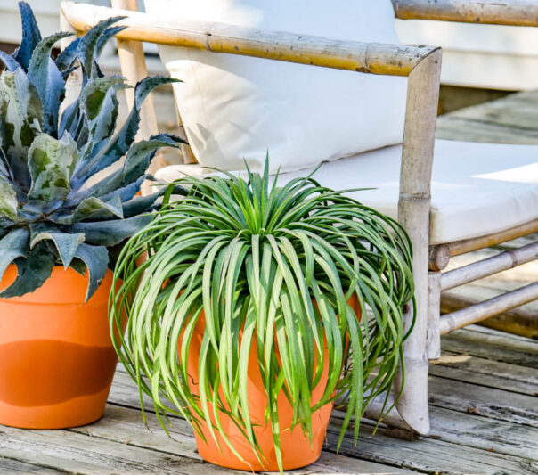 Mangave 'Bad Hair Day', Bad Hair Day Mangave, Succulent, Perennial Succulent